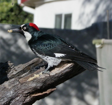 Acorn Woodpecker female 1_9_2012